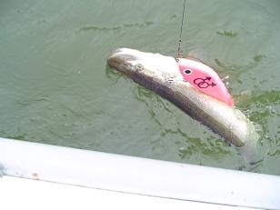 Kerää metrin säteeltä!!