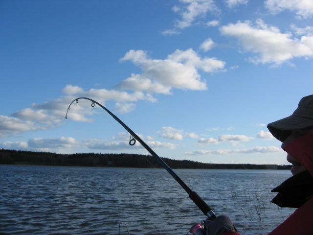 Voimaa siiman päässä