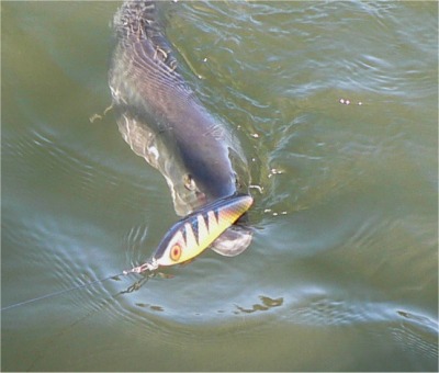 Omatekojerkki kelpaa