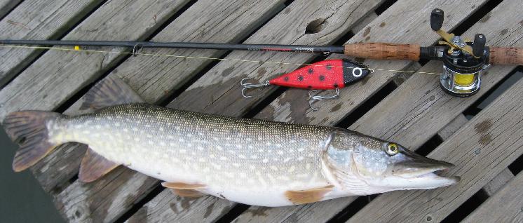 Poislähtiessä piti kokeilla purkkarisataman laiturilla kuinka leppis ui ;)