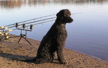 Onkiva siikapuudelimme Aapeli