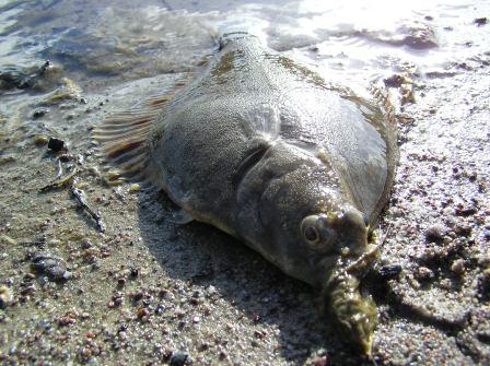 Mulliturpa mulkosilmä