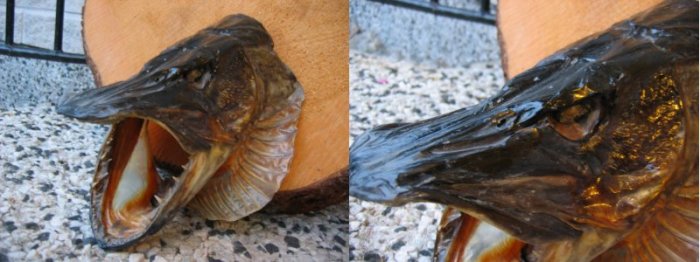 Haaki kuivattuna ja lakattuna