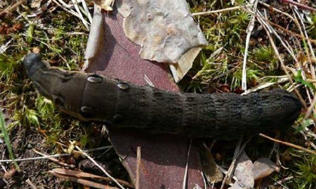 Kesämökki 143 (Small) (Small).jpg