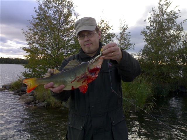 ahven 004 (Small).jpg