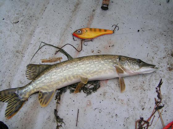 Paskan perushakki..JPG