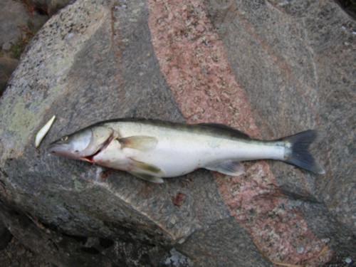 Ei tuosta oikein koko anää, mutta Ismo on 9cm