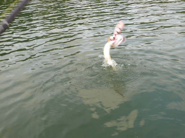 puikkari kiukuttelee..