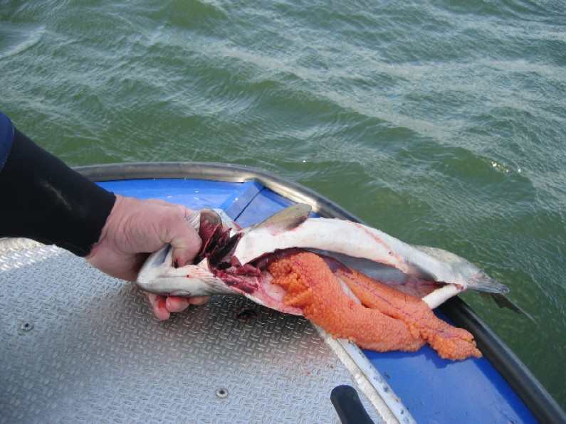 Kopio Syksy 07 008.jpg