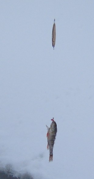 valtava isäni saama ahven...