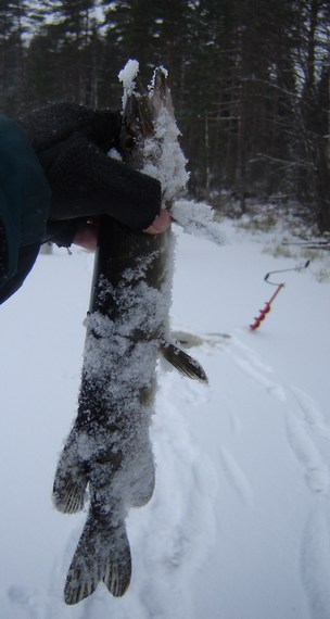 talven eka kala iso hauki n. 400g. Kissat tykkää.