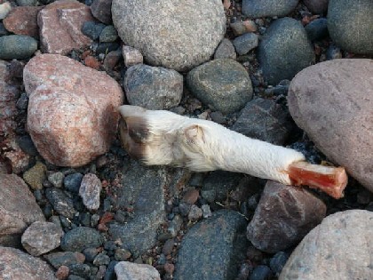 Löytö rantakivien lomasta. Diaknoosi: Kuollut.