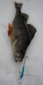 Talvikauden eka affena.jpg