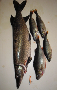 Irtosi sieltä tänään ruokakalat kuitenkin