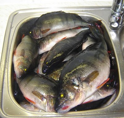 tiskipöytä täynnä 20 ahvenesta.