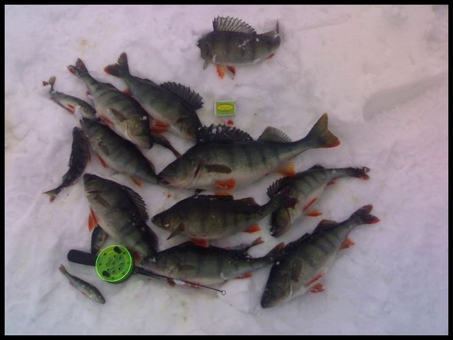 tossa minun saalis, kappaleita ei montaa, mutta se laatu...