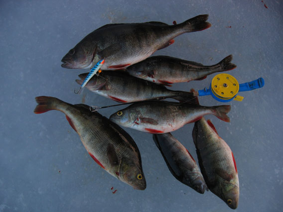 Päivän tasuriahvenet