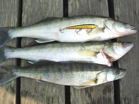 Kuhat ja ottipeli.JPG