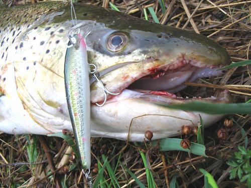 Meritaimen 3,2 kg ja 75mm norssi..JPG