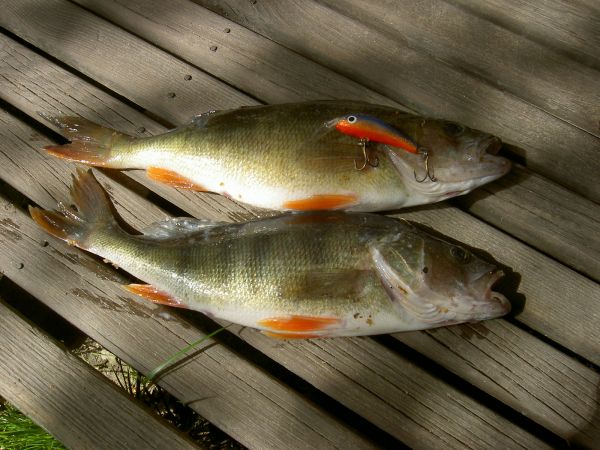 Aapot Napsilla 120508  pieni.jpg