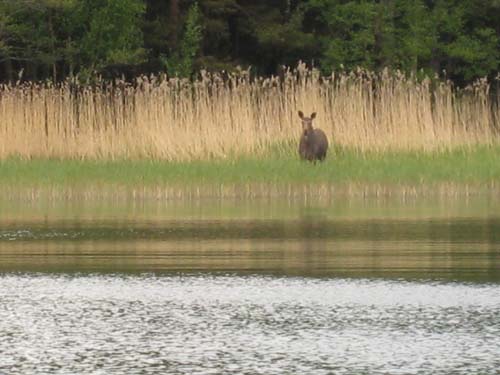 Hirvi oli menossa hukuttautumaan, mutta säikkyi meitä :)
