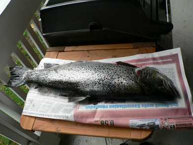 m_Taimen 4.5kg 001.jpg