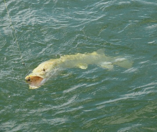 Albiino-hauki nousee syvyyksistä jerkki tukevasti kidassa.