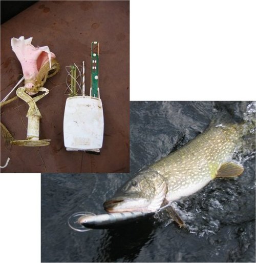 Säähavaintokarikkopallohauki!