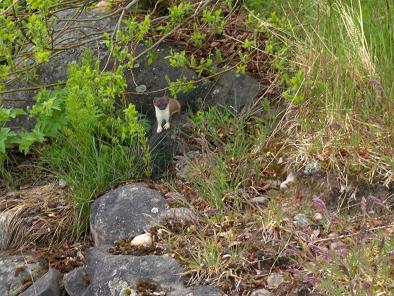 Jokhan net puushilmätkhin näkhee?