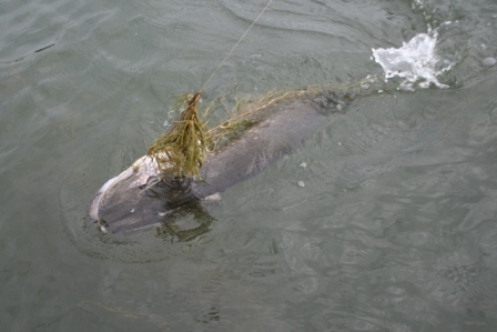 8,9kg salaatilla.JPG