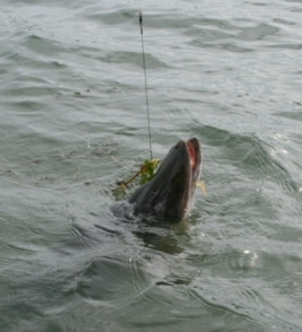 6,5kg suspi maistuu.JPG