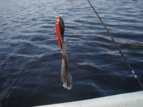 Rokastus on taitolaji.JPG