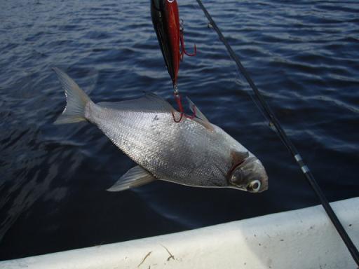 lahanan onkintaa.JPG