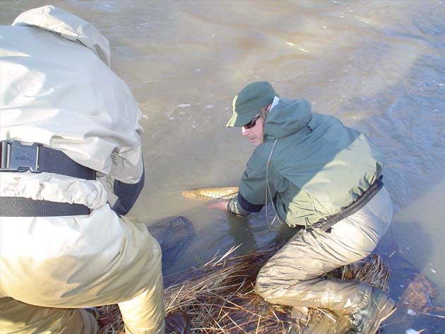 kirkasta vettä ja lohia