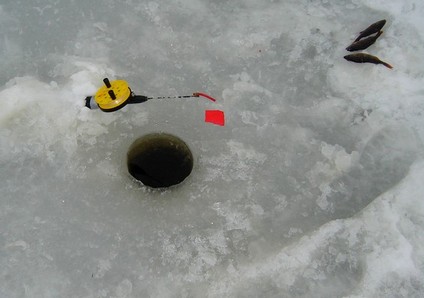 taustalla myös syöttikaloja menossa seuraaviin onkiin.