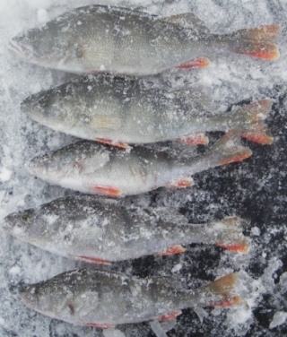 IMGP4870vaevaset aabot.JPG