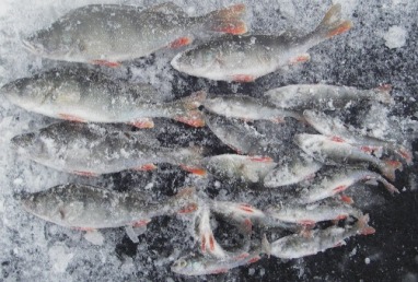 IMGP4869vaevaset aabot.JPG