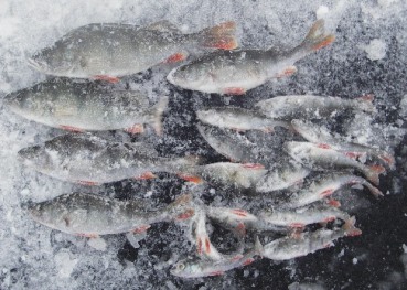 IMGP4868vaivaiset aabot.JPG