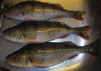 IMGP4872kuvaharjotukset jatkuu, 3 suurinta.JPG