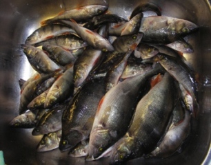 Kopio IMGP4971tiskipöytäpönöä, melkein kaikki 5 cm ja 7 cm eepellä, muutama aabo ässällä, yhteensä 2,8 kg.JPG