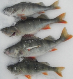 Kopio IMGP4963- neljä isointa 5 cm eepe.JPG