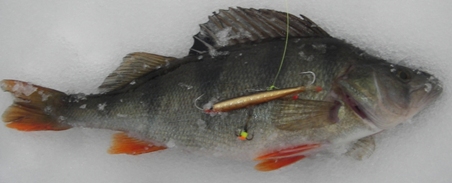 Kopio IMGP4967_ 7 cm eepe noin 300g.JPG