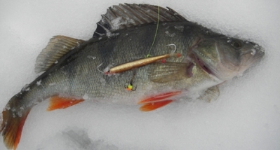 Kopio IMGP4966 7cm eepe homenokka.JPG