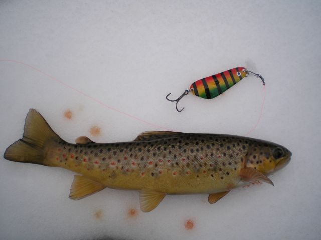 Pikki pikku tane.jpg