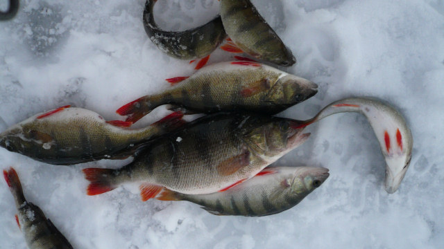 Eepen jättiläisellä