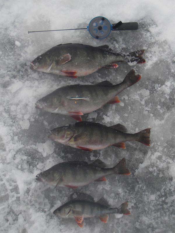 755 ja pari muuta hyvää.jpg