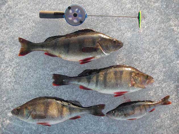 Yhden reiän asukit.jpg