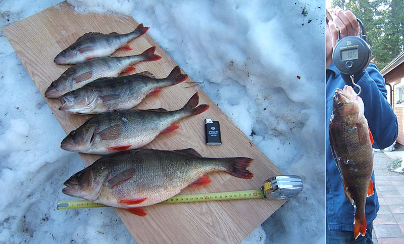 Kevään viimeinen ehtoollinen: 1050 g, 680 g, 2 x 500 g ja 350 g.
