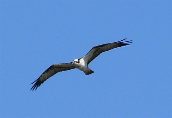 Lounasta tähyämässä???