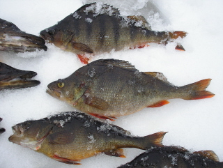 Jyffen kanssa ongittua ahventa ja haukea...